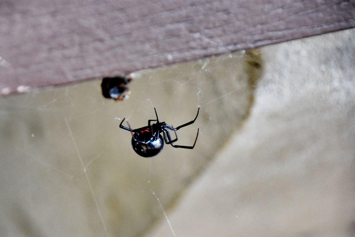 Close up of Black Widow Female spider under the picnic table in the woods on daytime. Selective focus