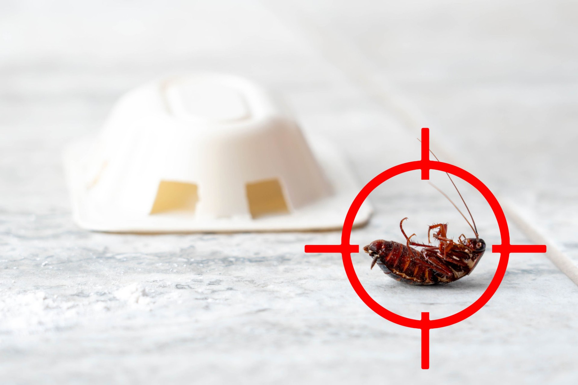 Red gun target aiming on dead cockroach upside down on the floor. Pest control concept