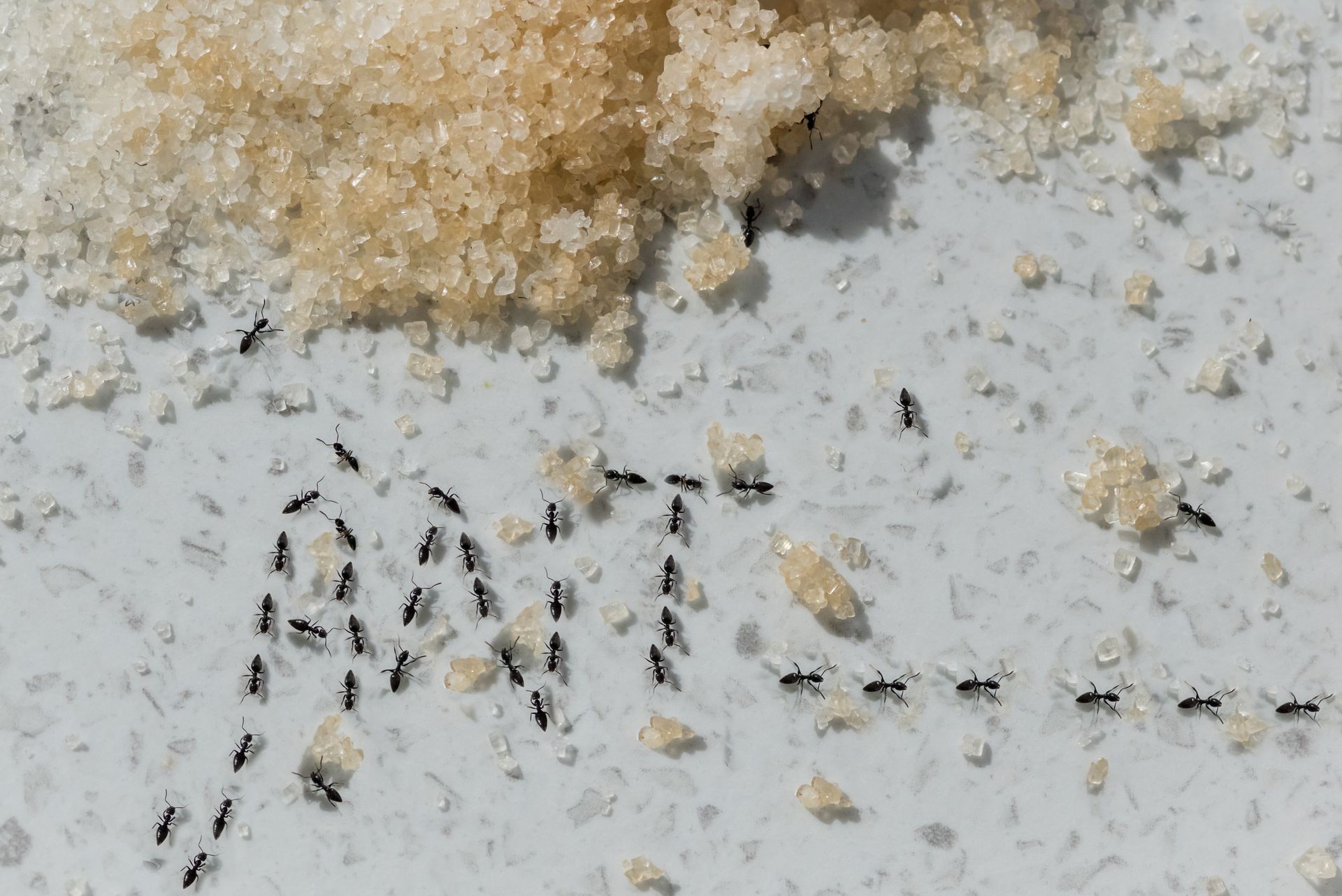 Black ant trail spelling the word ant